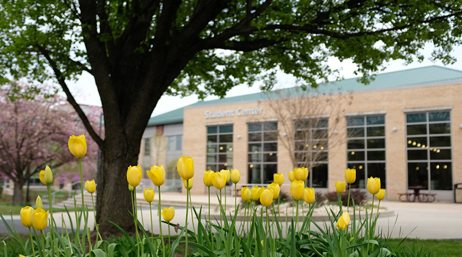 FCC Student Center tulips