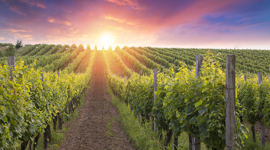 vinyard