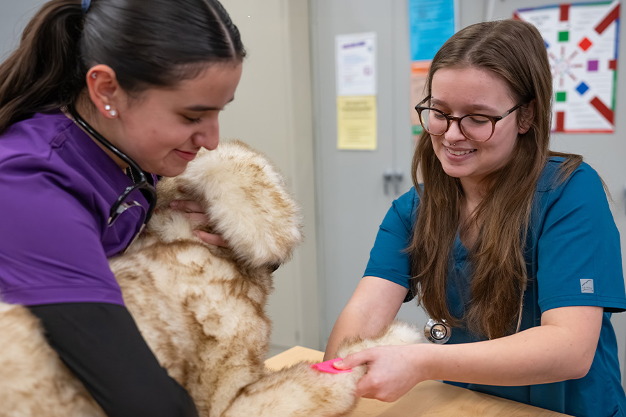 Two veterinary assistant students in scrubs trimming the nails of a fluffy dog on an exam table